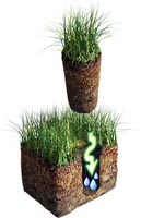 Landscape Maintenance - Memphis Core Aeration Landscape Maintenance - Memphis Core Aeration
