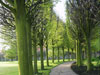 Memphis Tree and Shrub Pruning Memphis Tree and Shrub Pruning
