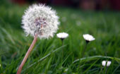 Memphis Weed Control Memphis Weed Control